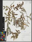 Foto von Salix alba L.